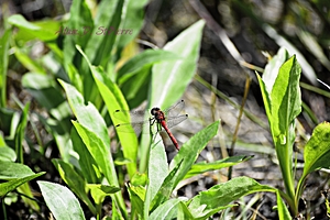 Ruby Meadowhawk