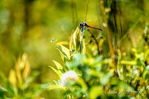 Ruby Meadowhawk