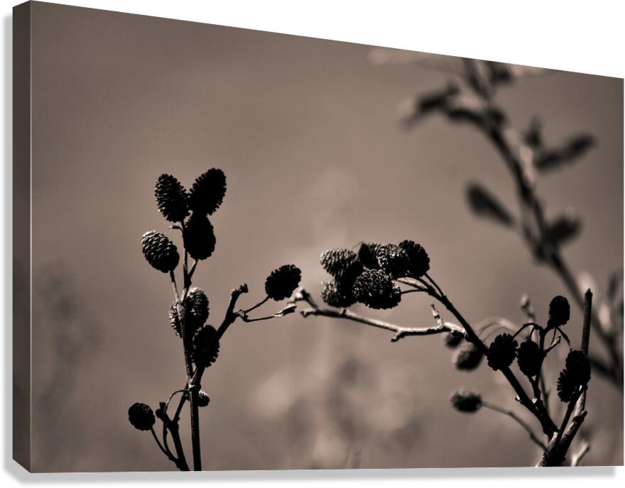 Shape study Canvas Print