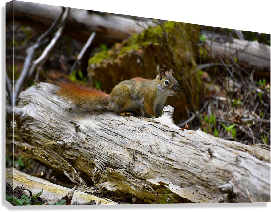 Chippin  in Canvas Print