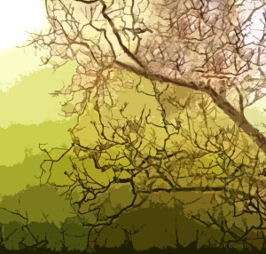 TreeBranches1