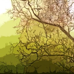 TreeBranches1