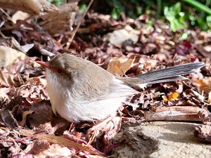 Superb Stunned Fairy Wren II