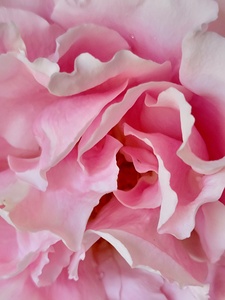 Pink Rose III