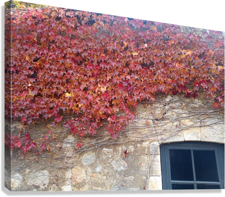 Vine Canvas Print