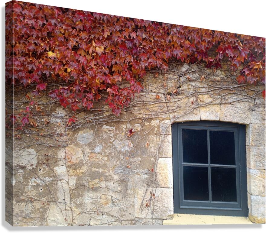 Vine 4 Canvas Print