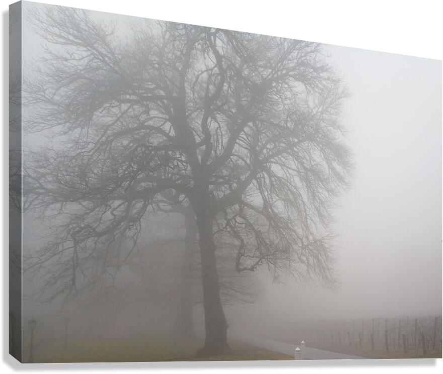 Arrival II Canvas Print