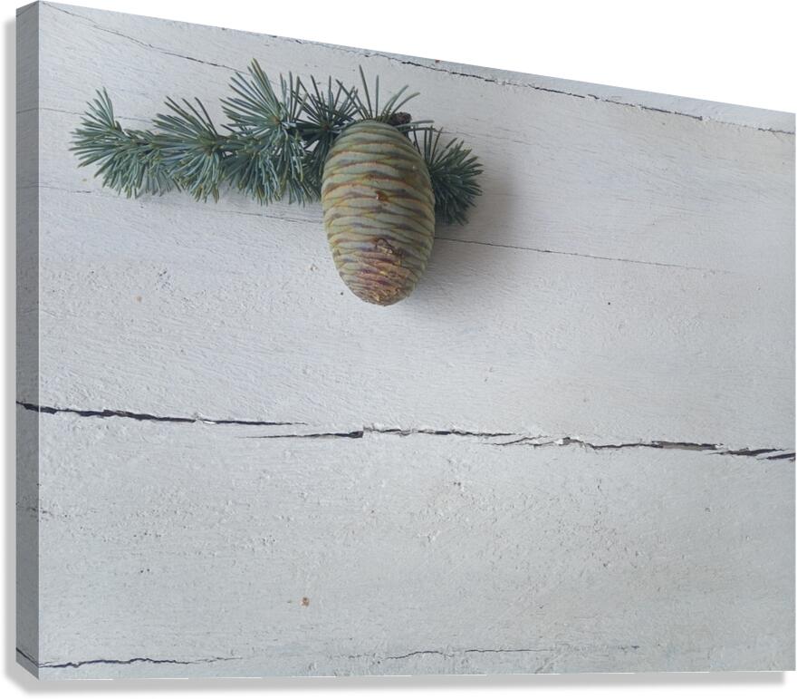 Blue Cedar Pine Canvas Print