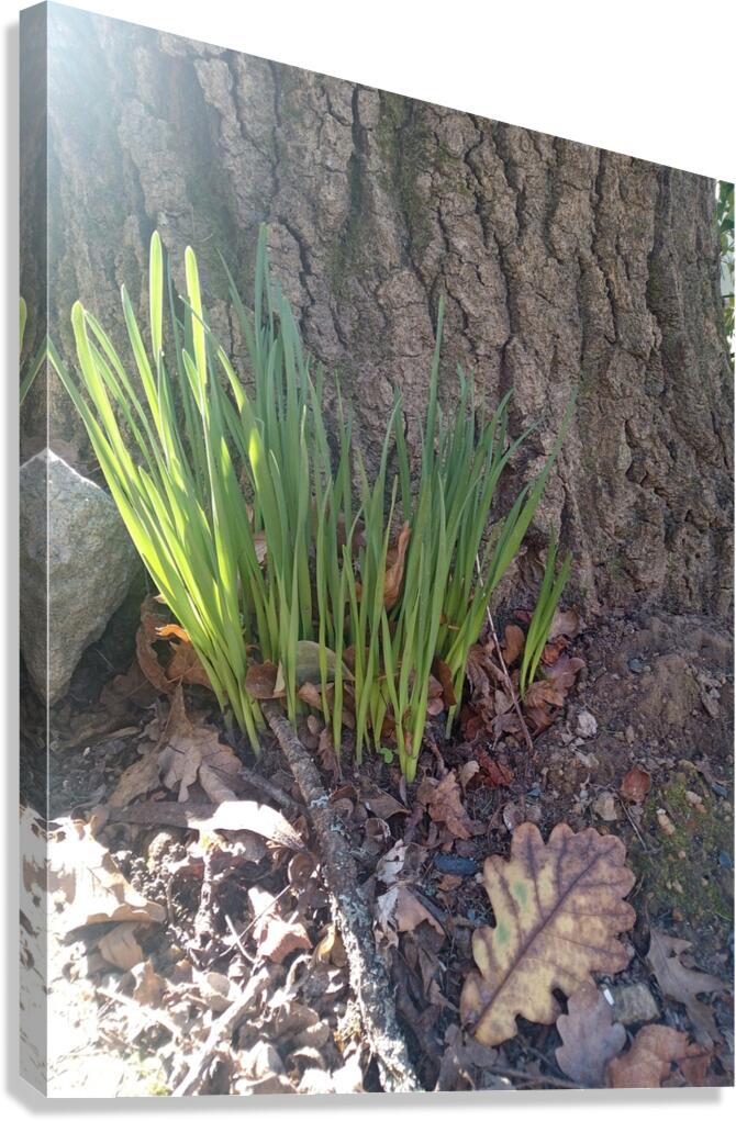 Acorn Leaf Canvas Print