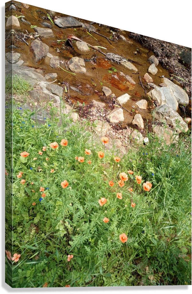 Poppies & Rust Canvas Print