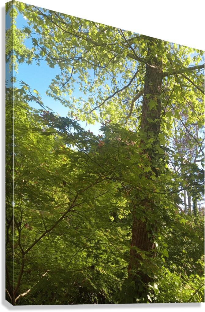 Green Canvas Print