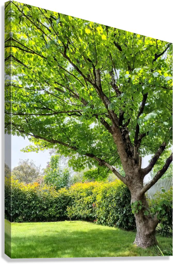 Aussie Hamptons  Canvas Print