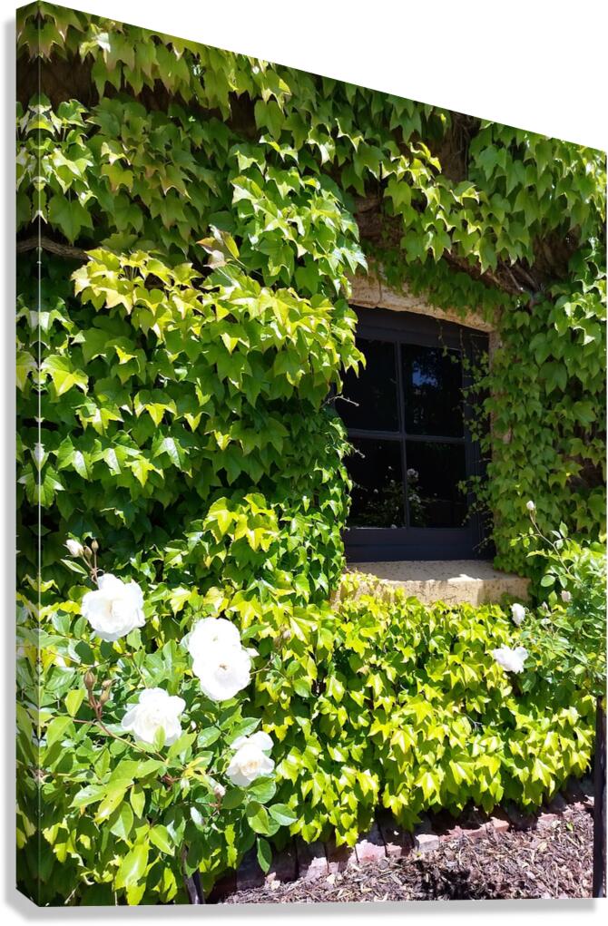 Spring Vines V Canvas Print