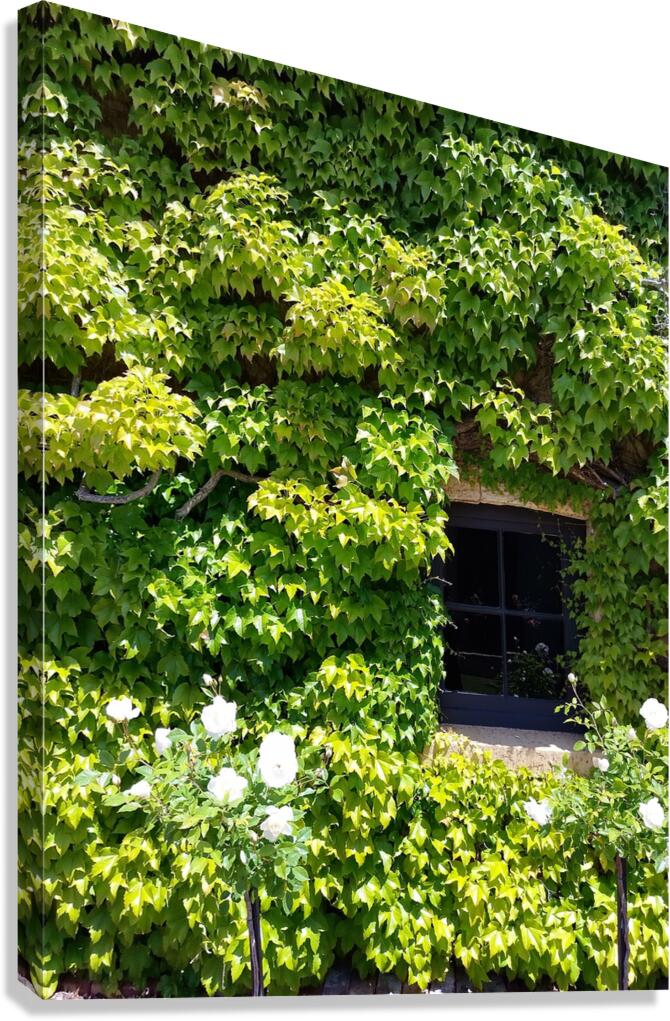 Spring Vines VI Canvas Print