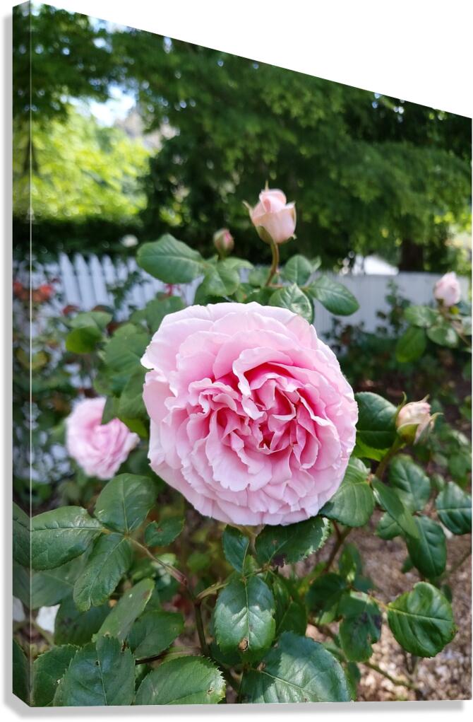 Pink Rose  Canvas Print