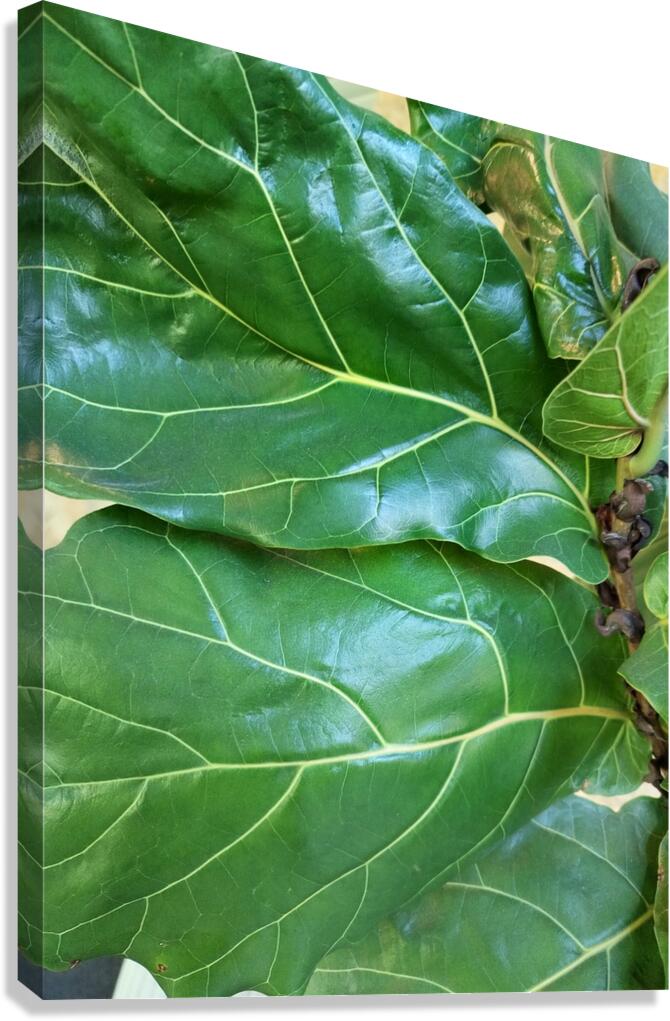 Fiddle Leaf Canvas Print