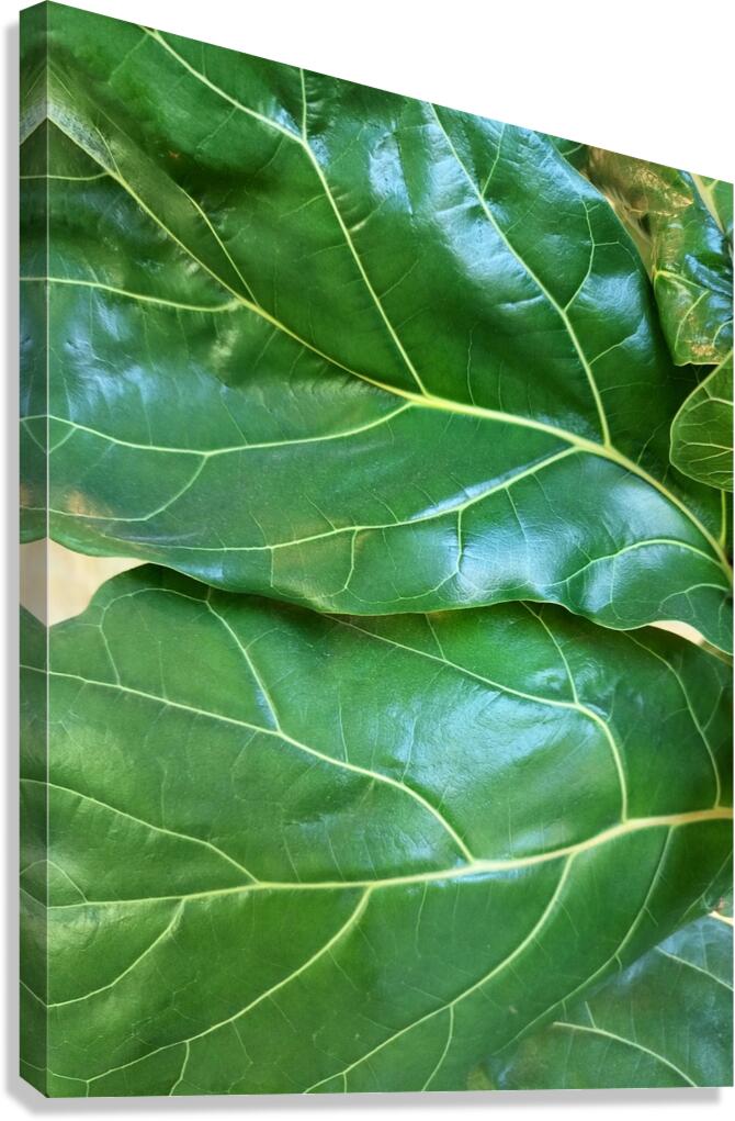 Fiddle Leaf II Canvas Print