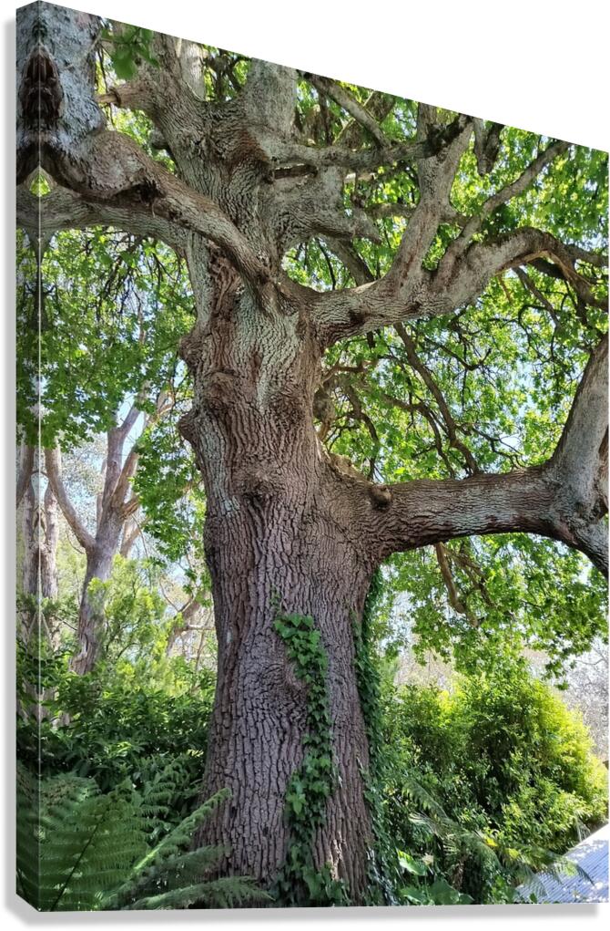 Prehistoric Canvas Print