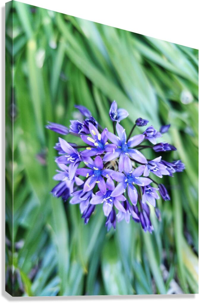Purple Pash Canvas Print