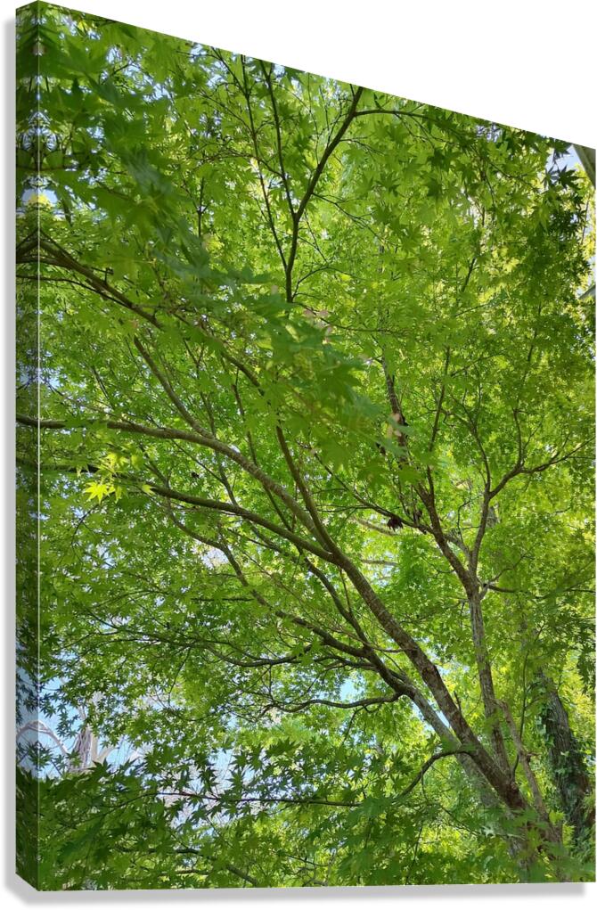 Stunning Canvas Print