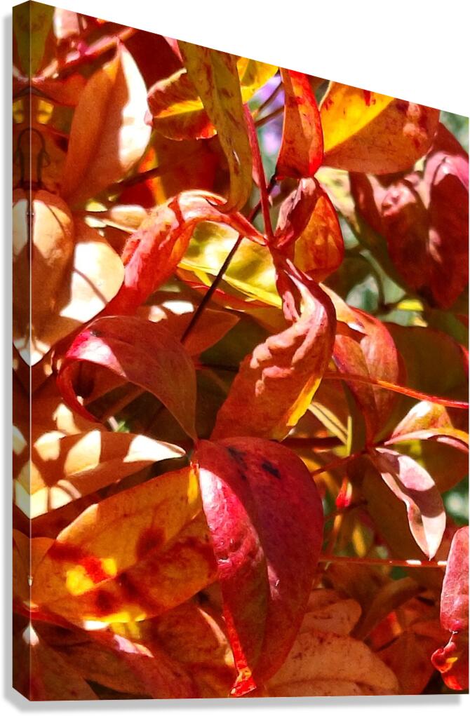 Callistemon Canvas Print