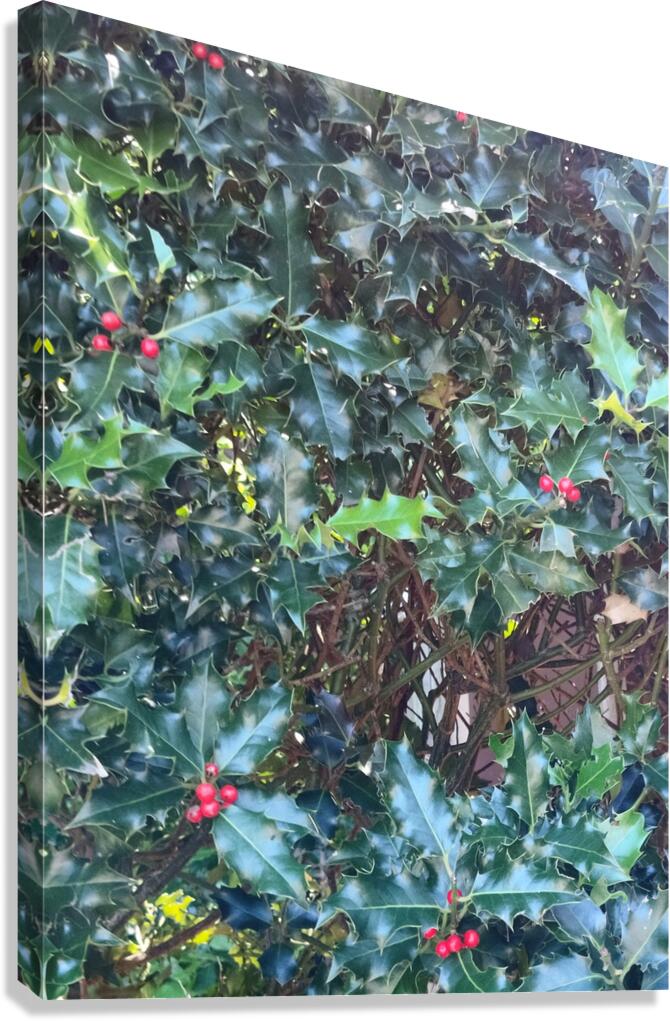 Holly Canvas Print