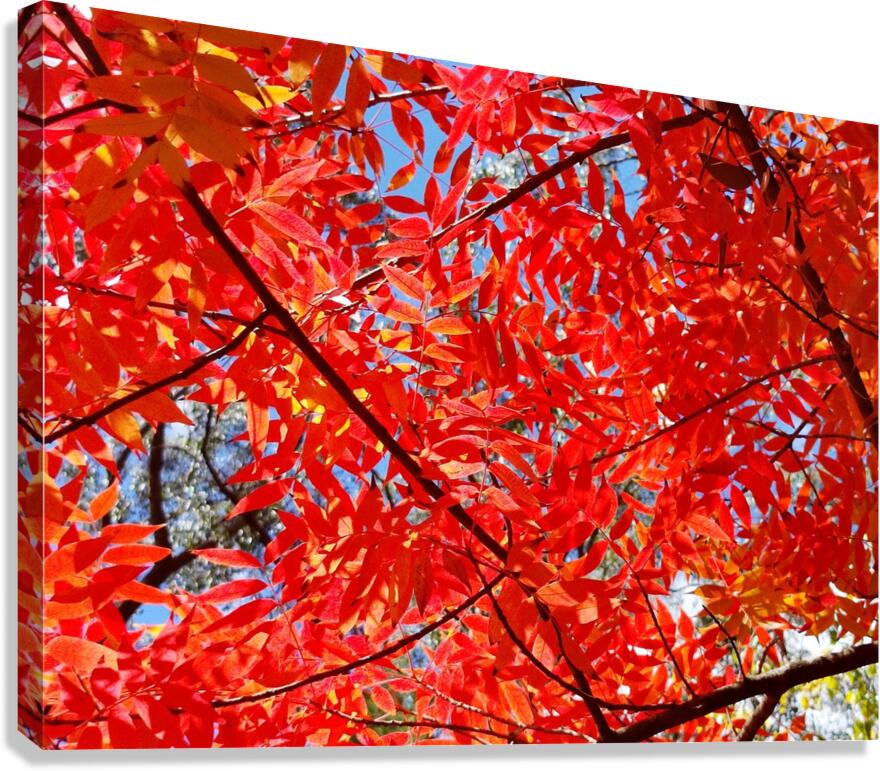 Blaze Canvas Print