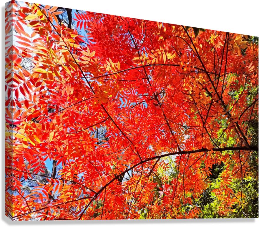 Blaze II Canvas Print