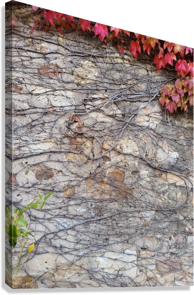 Tendrils Canvas Print