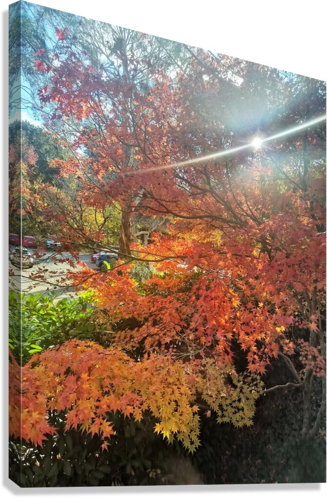 Maple Light V Canvas Print