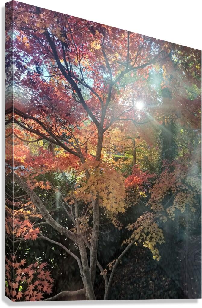 Maple Light IV Canvas Print