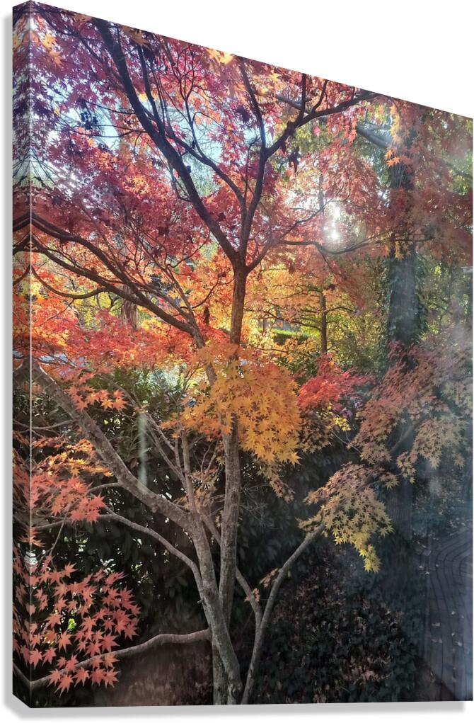 Maple Light III Canvas Print