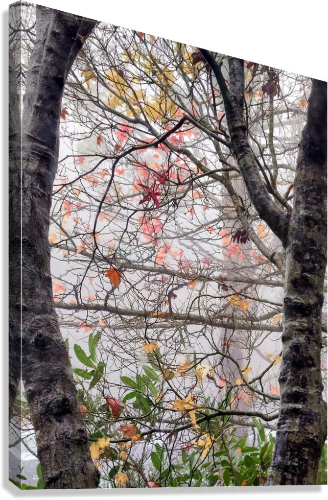 Foggy Frame Canvas Print