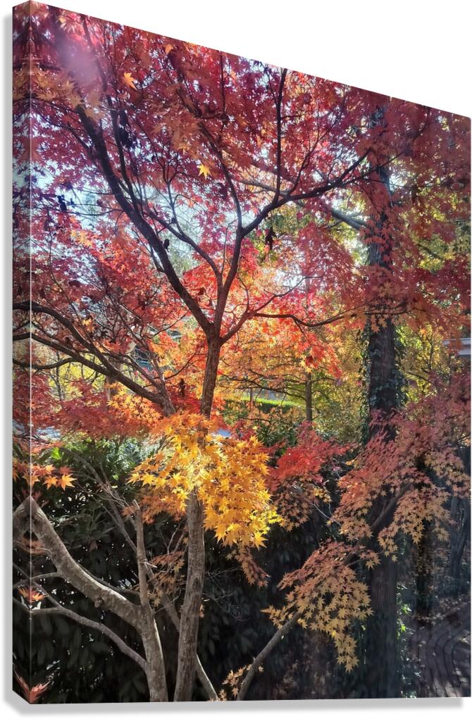 Maple light Canvas Print
