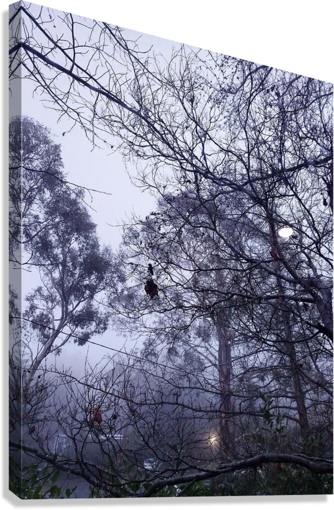 Foggy Canvas Print