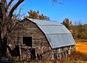 BarnTree1022tp
