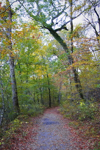 FallPath1022.2