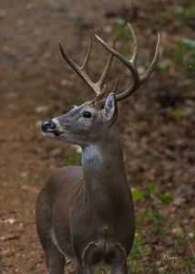 NiceBuck1022tp