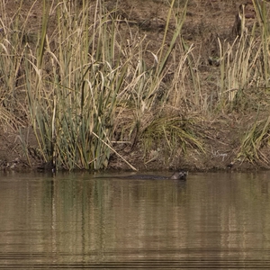 Otter1tp