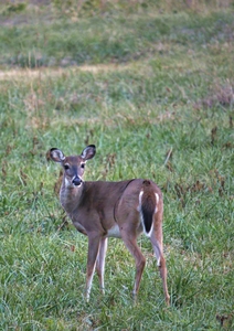 doe1022tp