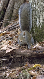squirrel1022tp