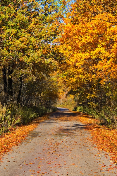 FallRoad1011tp Print