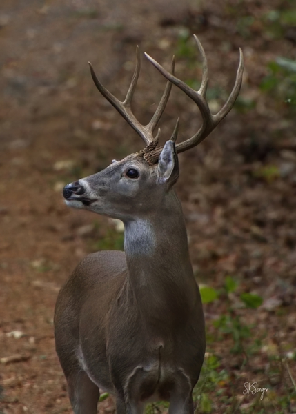 NiceBuck1022tp Print