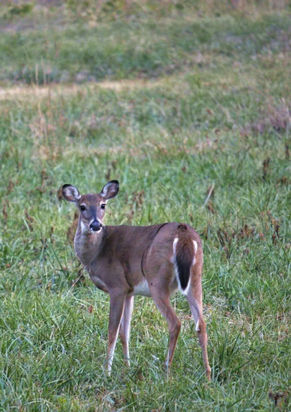 doe1022tp Print
