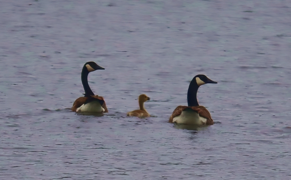 geese0521tp Print
