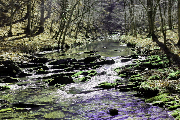 lilbeecreek0222. Print