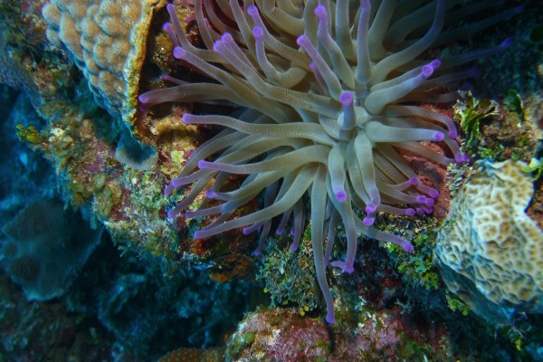 Anemone Print