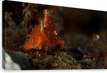 frog fish eye Canvas Print