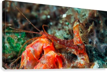 spearing mantis Canvas Print