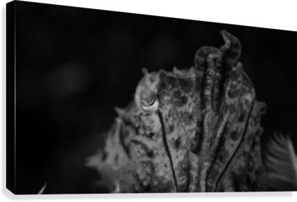 Cuttlefish B&W Canvas Print